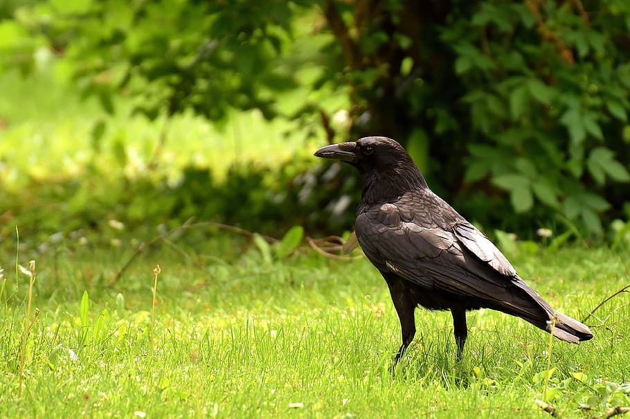 black, standing, green, grass, Common Raven, Bird, Plumage, raven bird, nature, raven