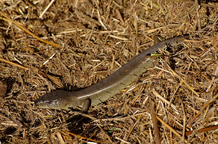 skink, lizard, reptile, scales, shiny, brown, speckled, pattern, wild, queensland