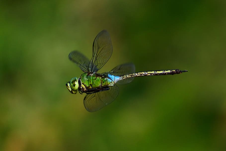 natural, landscape, insect, dragonfly, gear yanmar, blades, flight, invertebrate, animal themes, animal wildlife