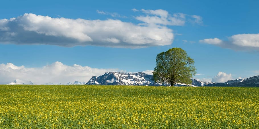 field, flowers, mountains, backgroound, Tree, Switzerland, beautiful, photos, landscape, landscapes
