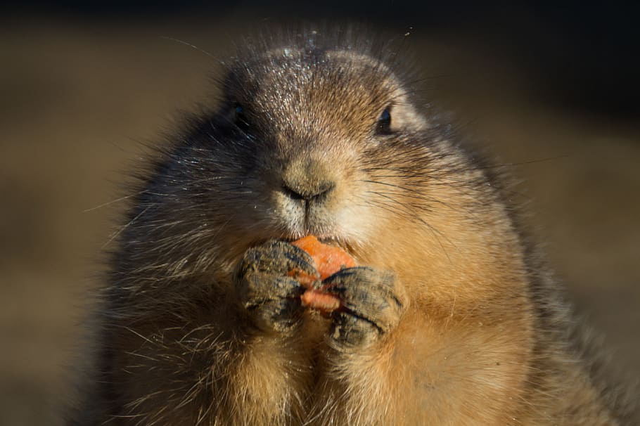 prairie dog, eating, cute, rodent, small, zoo, fur, animal, snack, carrot