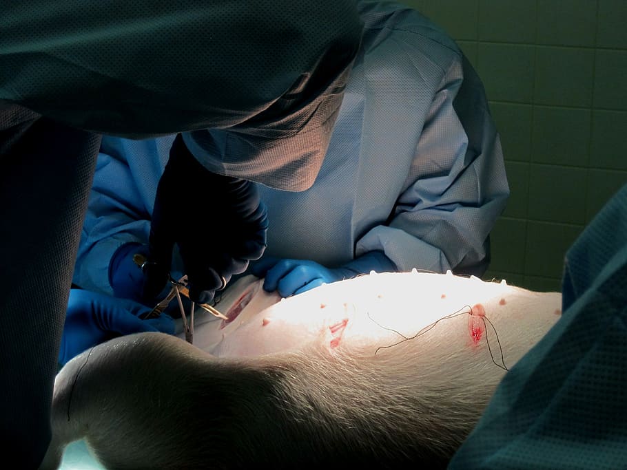 veterinarian, performing, animal, Pig, Sow, Light, Surgery, Instruments, surgical glove, laceration