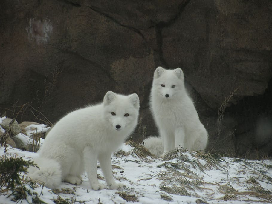 2つの白いオオカミ, 北極, 白, キツネ, 冬, 寒さ, ふわふわ, かわいい, 家族, 友人