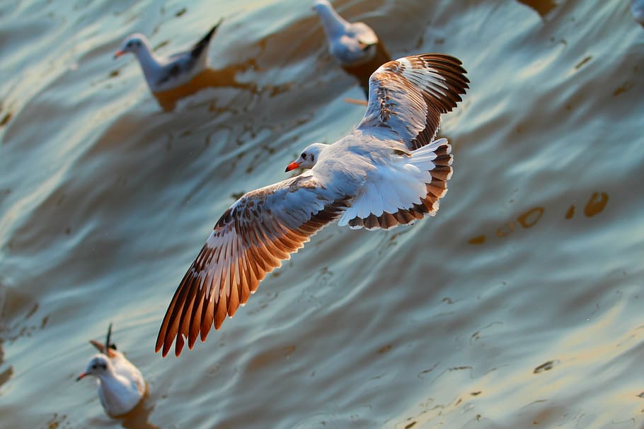 aerial, view photography, ring-billed gull, seagull, open wings, beautiful colors, seaside, bird, bang pu, thailand