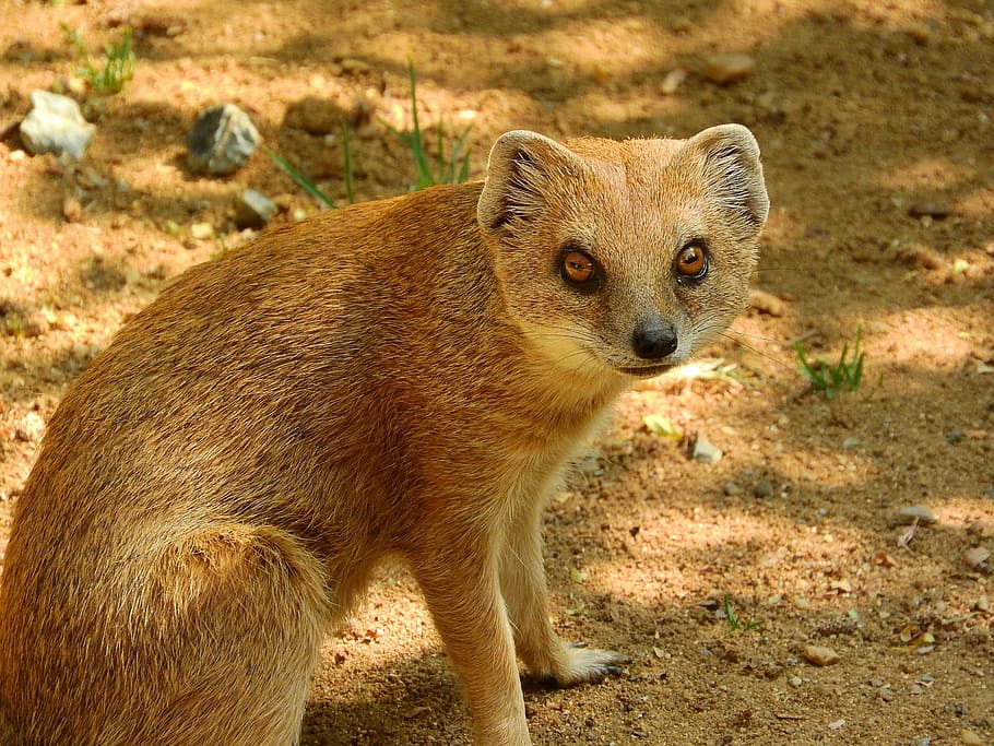 mongoose fox, mongoose, Mongoose, Fox, mongoose fox, cynictis penicillata, african beast, animals in the wild, animal wildlife, one animal, animal