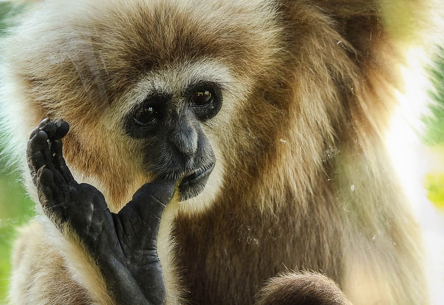 Gibbon, Primate, Ape, Animal, Mammal, wildlife, wild, nature, endangered, simian