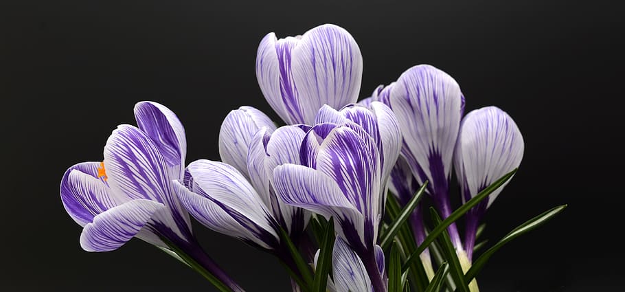 superficial, fotografía de enfoque, púrpura, blanco, flor, azafrán, primavera, naturaleza, flor de primavera, floración