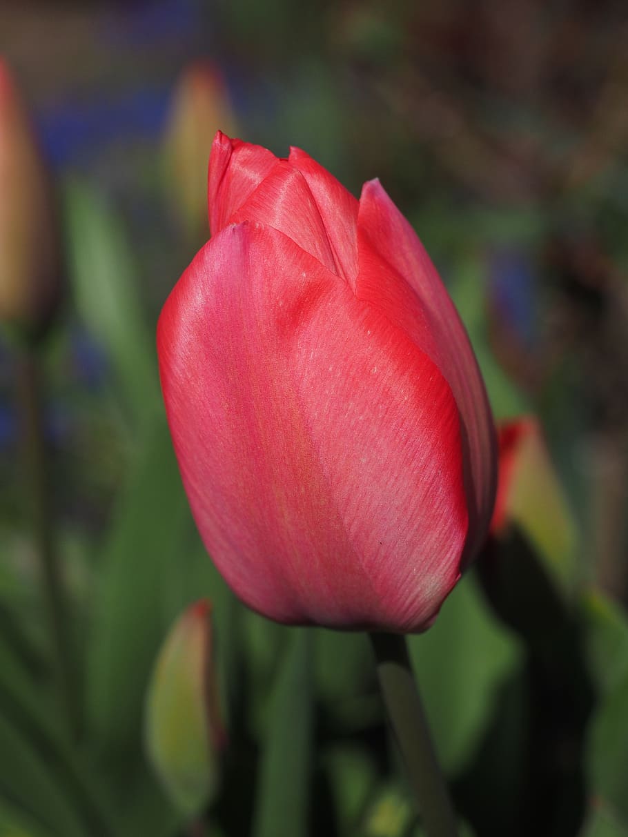tulip, red, flower, spring, close, colorful, color, tulipa, lily, liliaceae