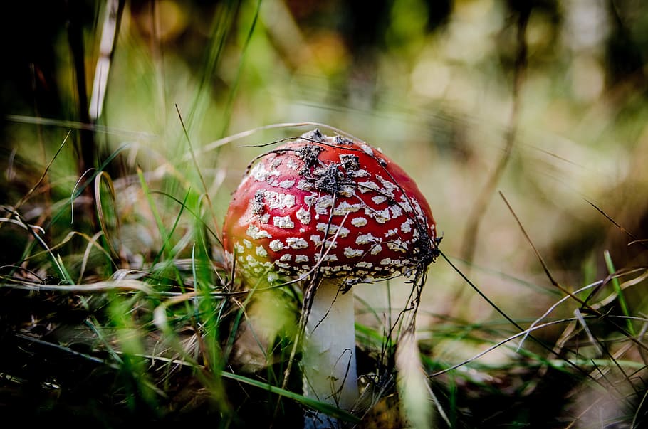 Fly Agaric, Mushroom, fly agaric red, mushrooms, poisoning, forest, collect, autumn, the collection of, fungus