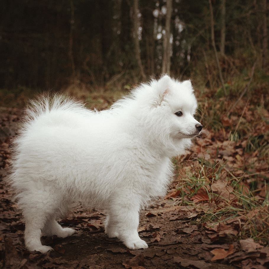 are japanese spitz puppies lazy