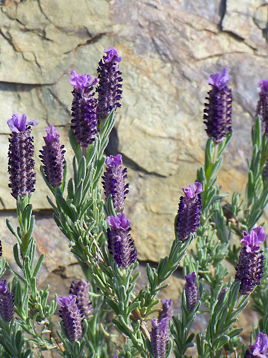 Lavender, Lavandula, Officinalis, Flower, lavandula officinalis, spring, plants, aromatic plants, purple, plant