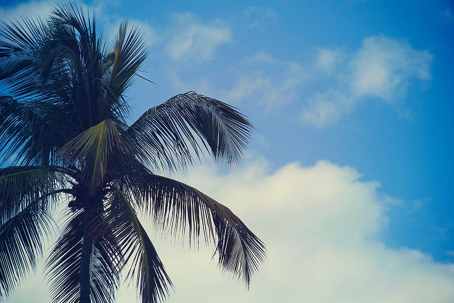 palm trees, blue, sky, summer, sunshine, clouds, nature, tropical, palm tree, cloud - sky