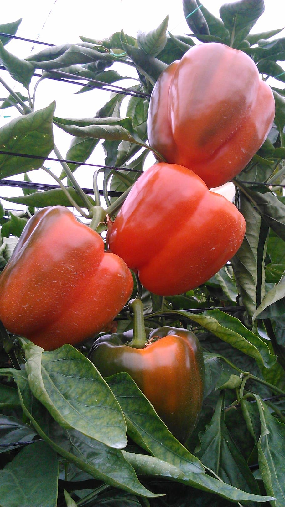 sweet pepper, greenhouse, almería, pepper, agriculture, vegetable, farming, crop, capsicum, produce