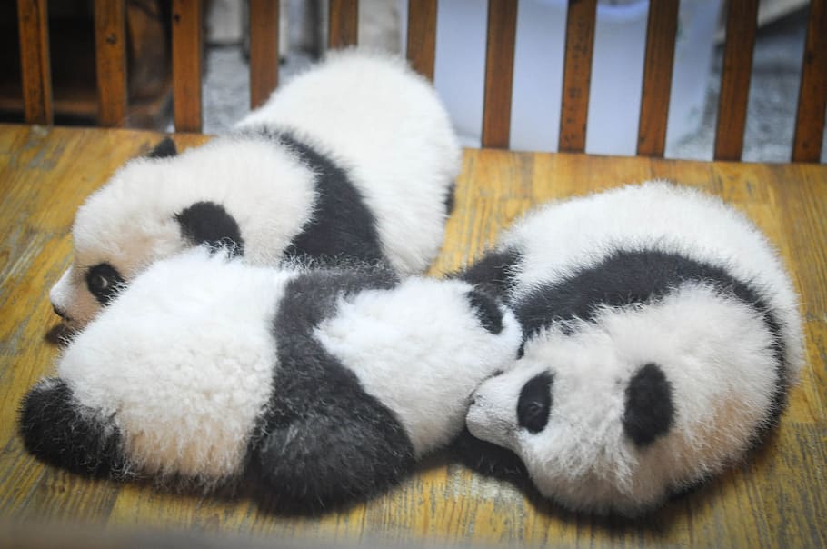 three, white-and-black panda cubs, table, pandas, panda bears, animals, babies, sleeping, tired, animal