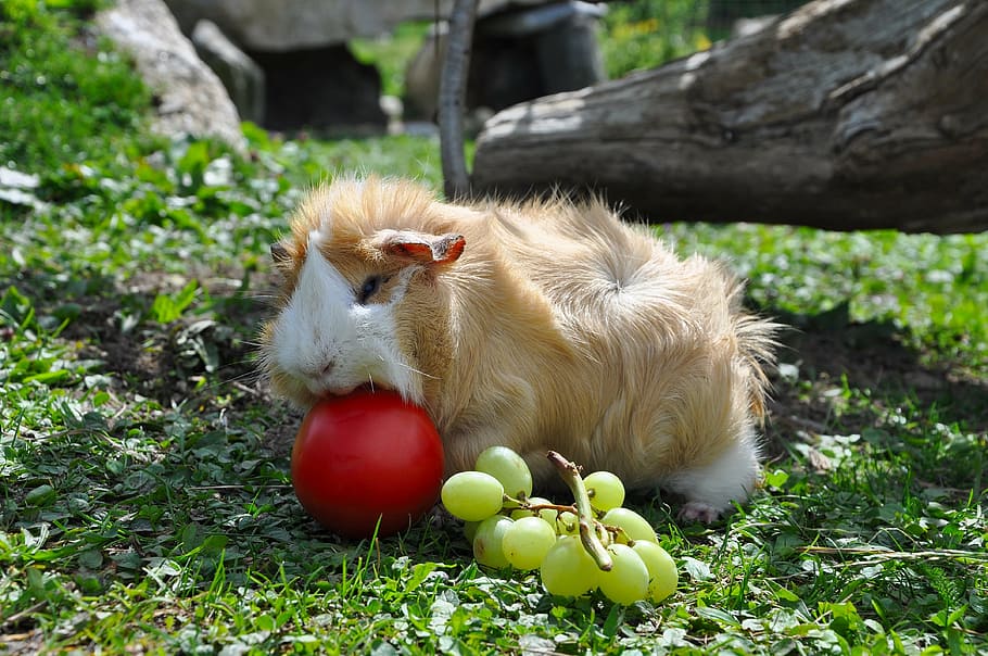 guinea pig, pet, nager, mammal, food, one animal, fruit, food and drink, grass, plant