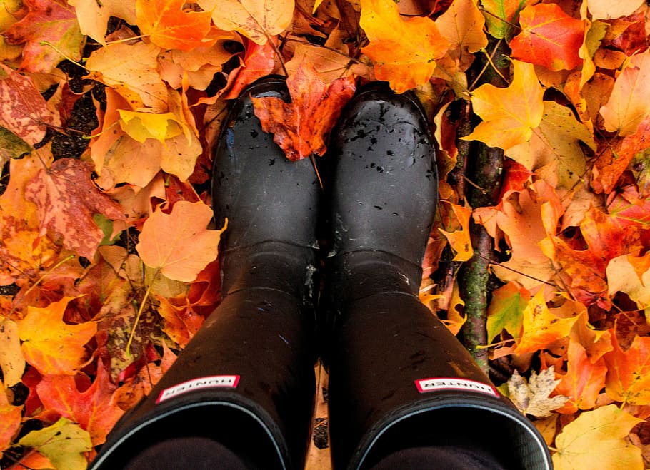 person, wearing, pair, black, hunter, original, tall, wellington boots, fallen, maple