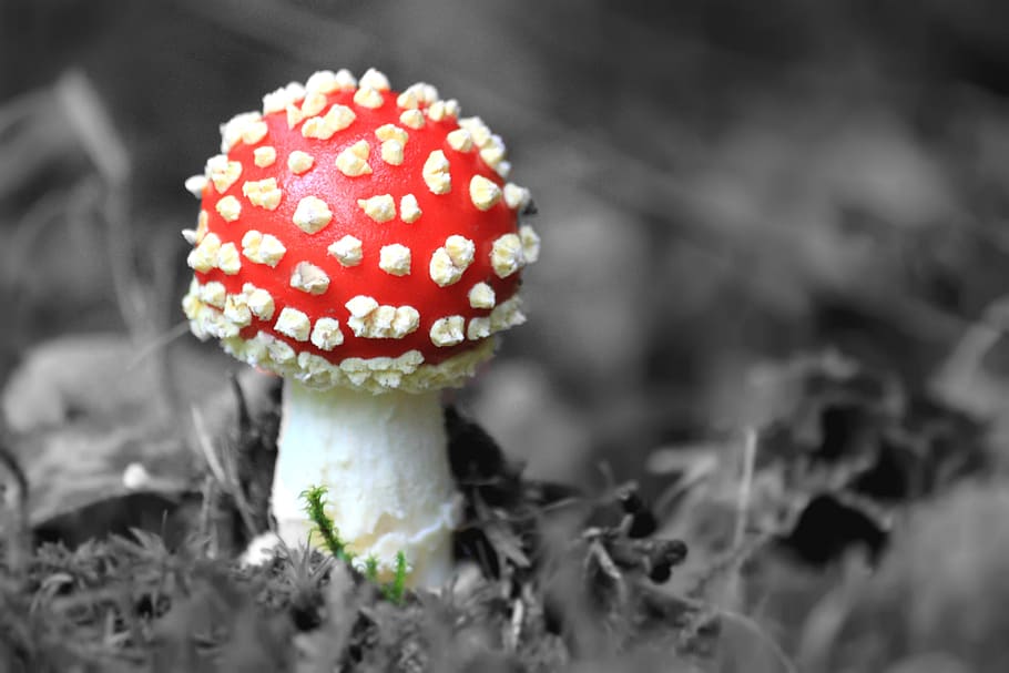merah, putih, jamur, terbang agaric, alam, musim gugur, racun, terlihat, dekat, jamur payung