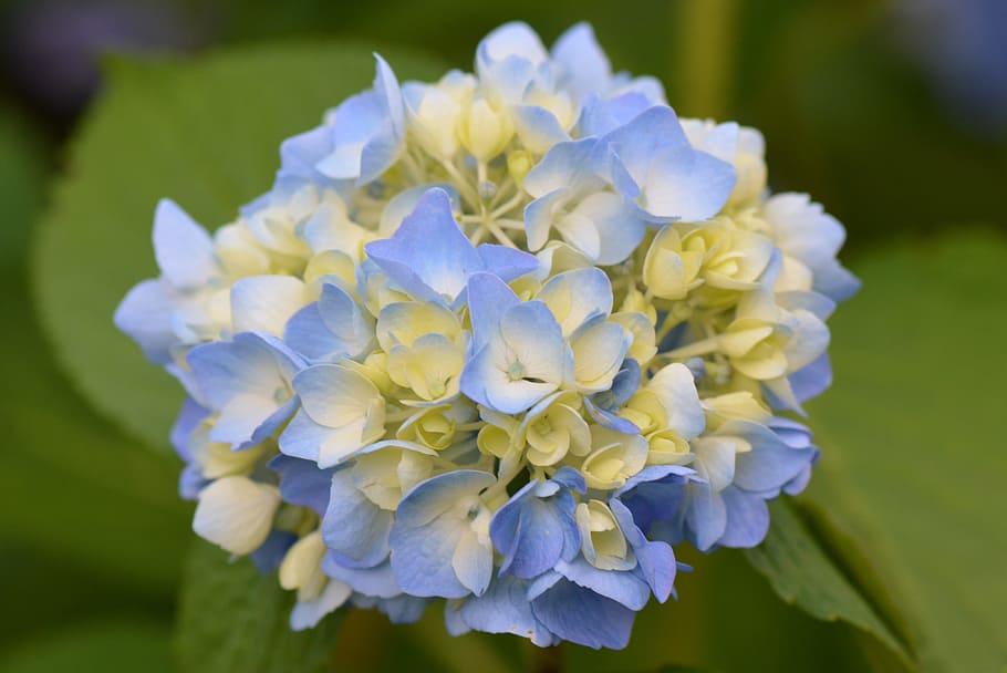 flower, nature, blue flower, hydrangea, flowering plant, plant, vulnerability, fragility, close-up, beauty in nature