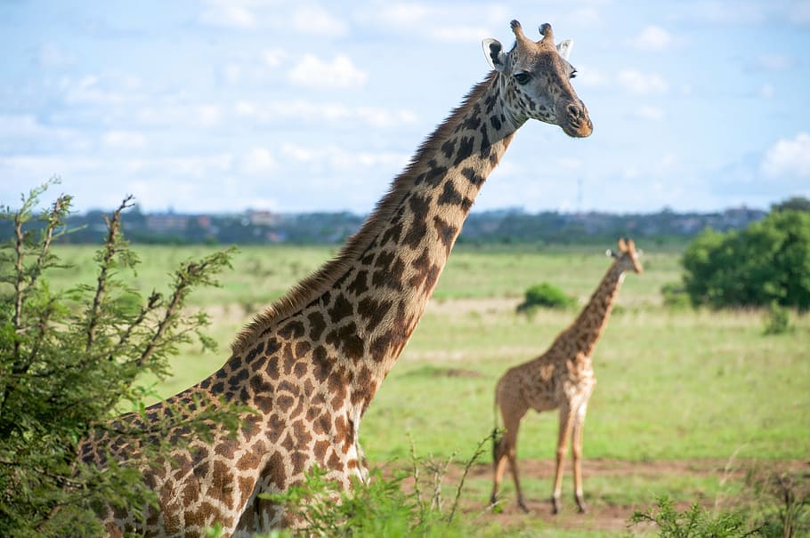 two, giraffes, grass field, wildlife, close up, nature, wild, outdoors, plain, mammal