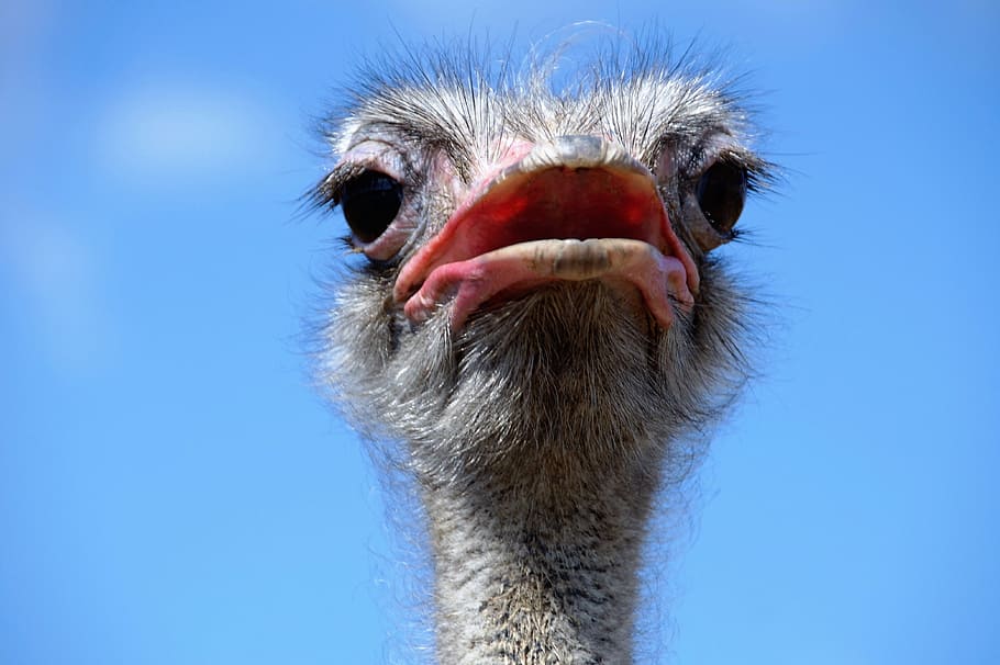 Ostrich, Head, Grimace, View, Stupid, the ostrich, bird, flightless, fluff, beak