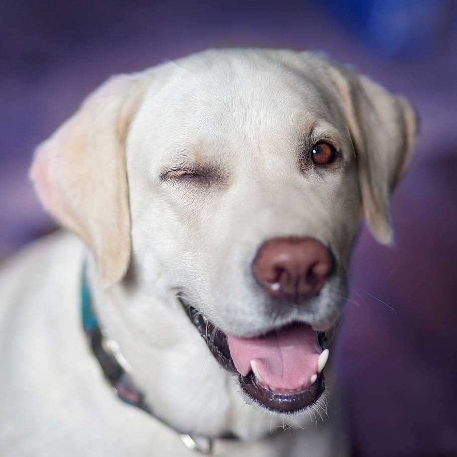 short-coated white dog, dog, labrador, jolly, winks, view, closeup, one animal, canine, domestic