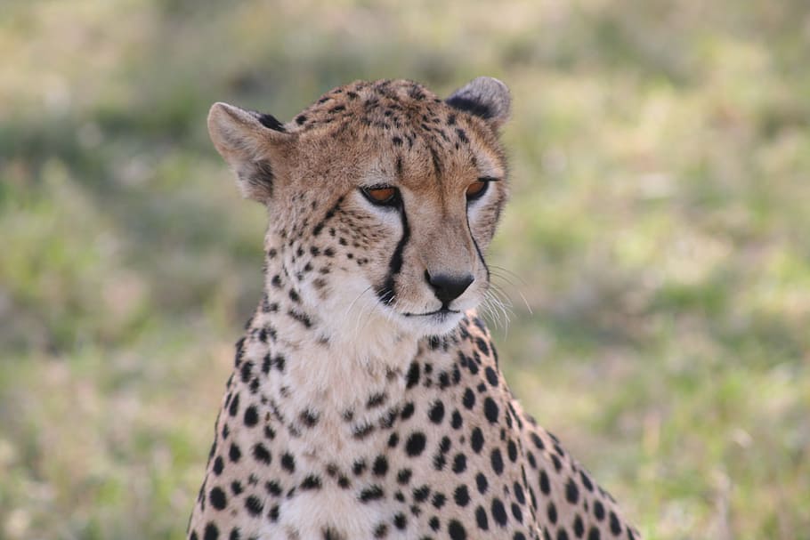 Cheetah, African Animal, Fast, fast animal, animal, african, wild, safari, cat, predator