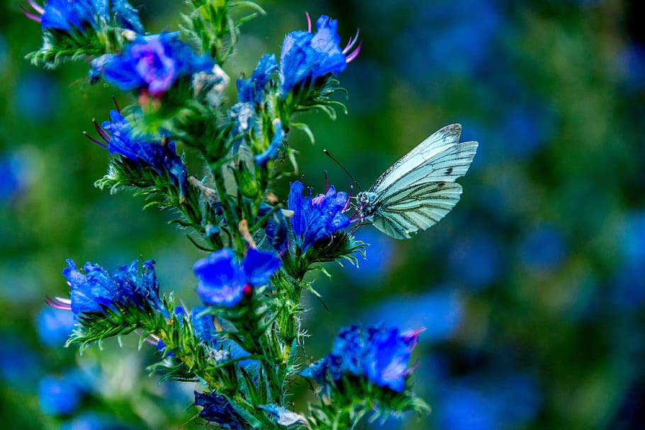 gray, butterfly perching, blue, petaled flowers, selective, focus photography, butterfly, insect, animal, summer