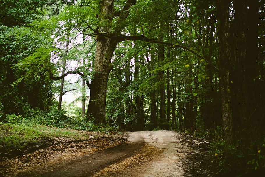 trees, branches, leaves, dirt, mud, trail, path, woods, forest, outdoors