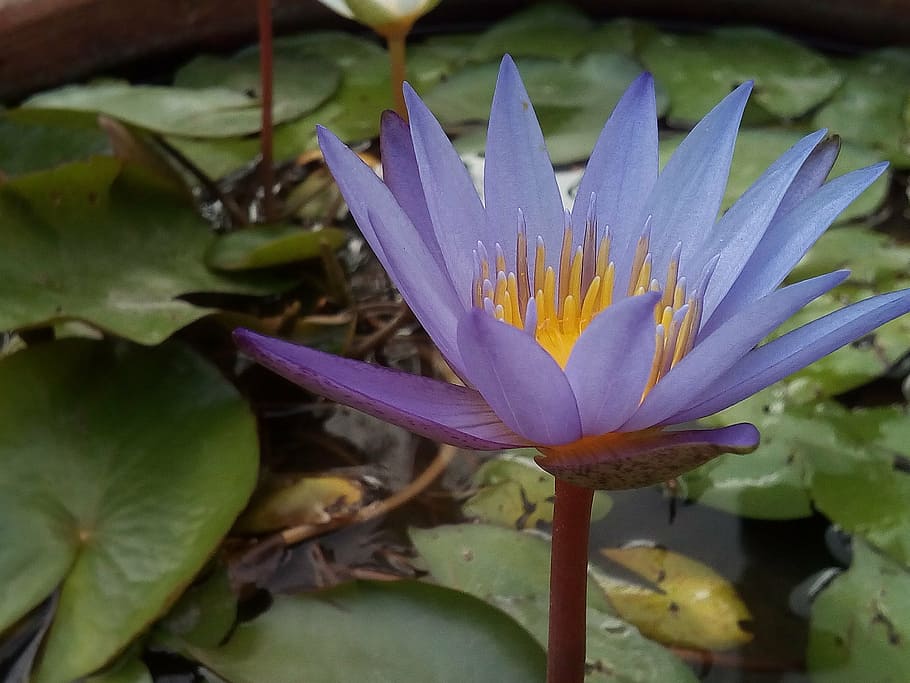 lotus leaf, lotus, water plants, flowers, lotus lake, purple lotus, lotus basin, water, flower, tub