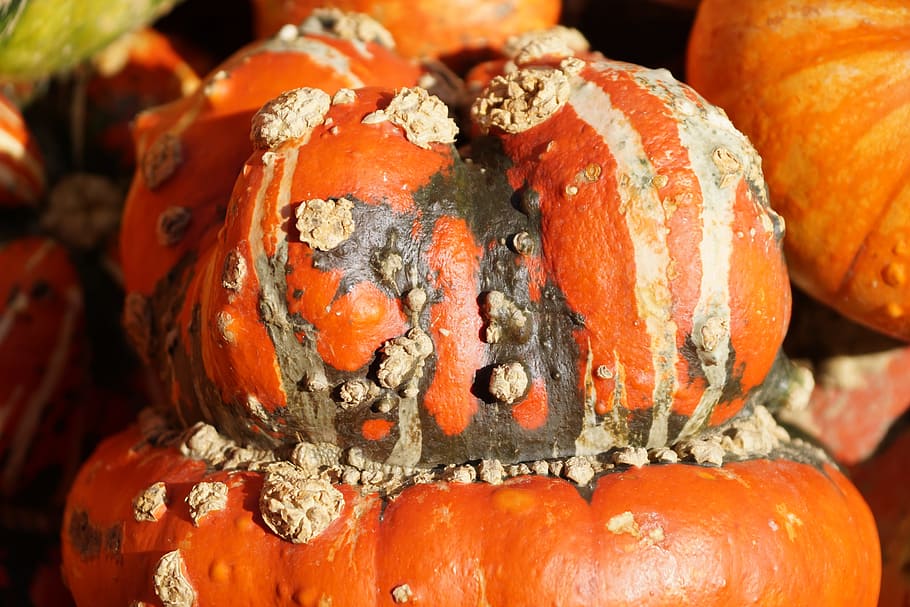 gourd, pumpkin, autumn, orange, halloween, pumpkins autumn, thanksgiving, decoration, autumn motives, time of year