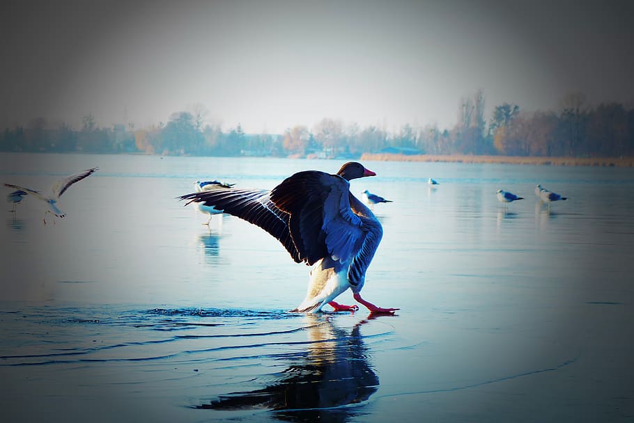 gus está en el hielo, pájaro de agua, lago, reflexión, alas, invierno, animales, naturaleza, en la corte de, vertebrados