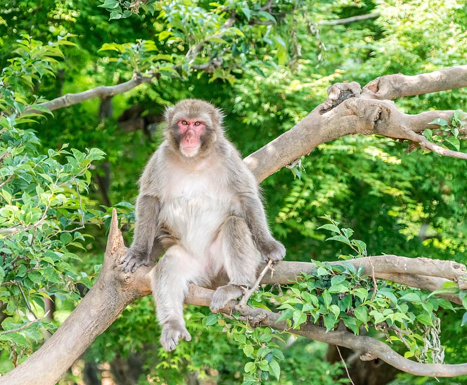 japan, arashiyama, kyoto, monkey park, monkey sitting, tree, japanese, forest, travel, monkey