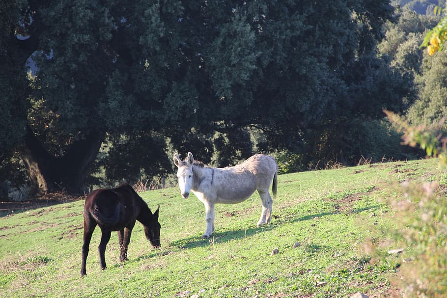 donkeys, corsica, field, corsican, mammal, animal themes, animal, livestock, domestic animals, plant