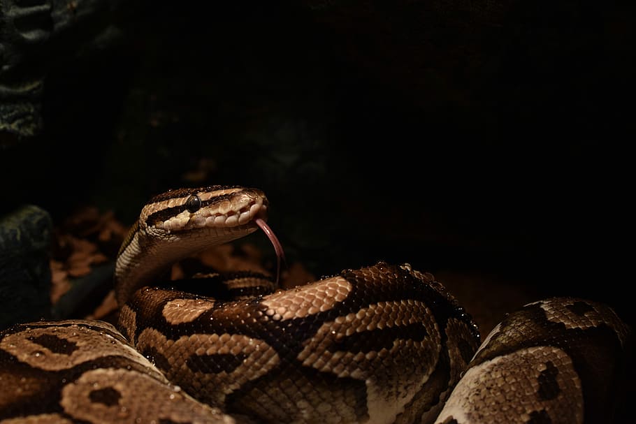 ball python, snakehead, yellow, snake tongue, constrictor, python regius, reptile, animal themes, animal wildlife, animal