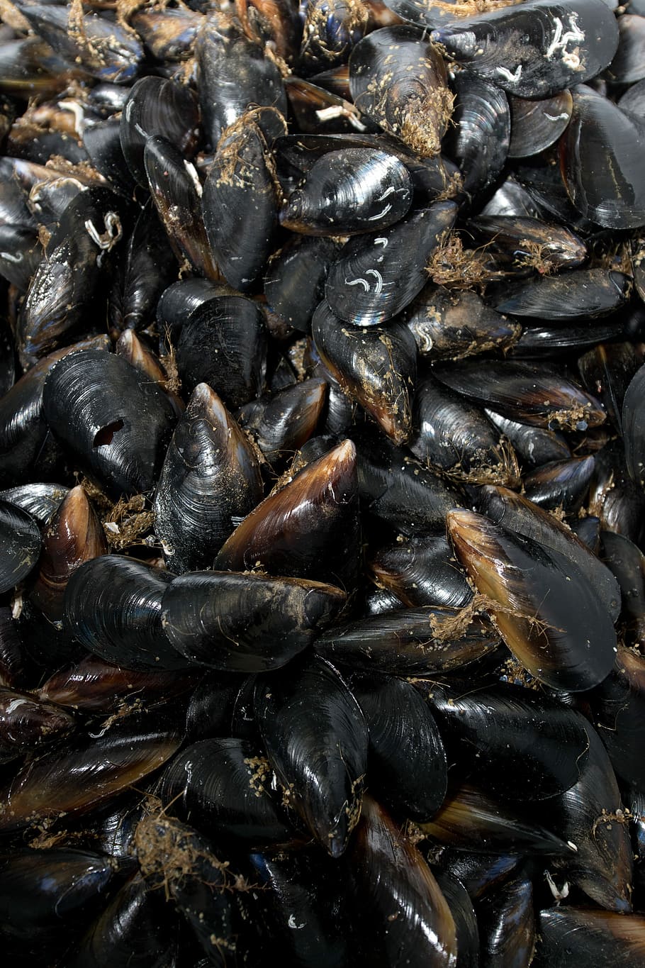 Mussels, Seafood, Shells, Fresh, shellfish, food, healthy, shell, black, tasty
