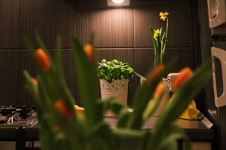 Apartment, Flowers, Tulips, Room, House, residential interior, interior design, decoration, comfortable apartment, lighting