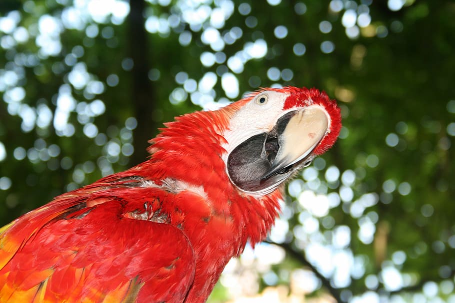 macaw parrot, parrot, question, confused, red, bird, tropical, jamaica, caribbean, pirate