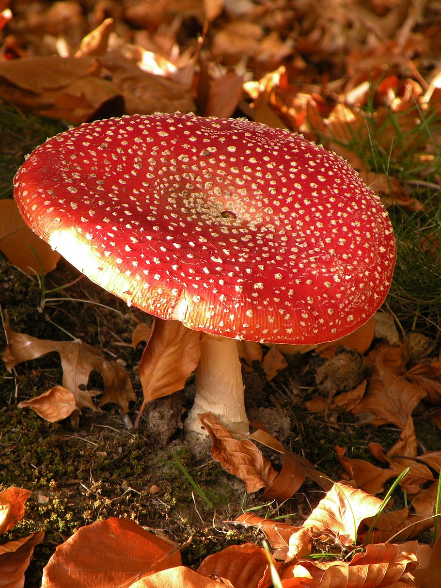mushroom, nature, autumn, forest, mushrooms, white dots, leaves, agaric, fly agaric, dot