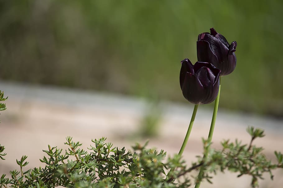 tulips, black, dark, spring, schnittblume, tulip flower, purple, purple tulips, plant, flora