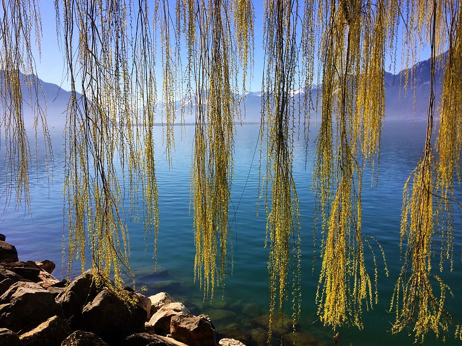 Swiss, Danau Jenewa, Montreux, air, suasana hati, alam, danau, lanskap, refleksi, biru