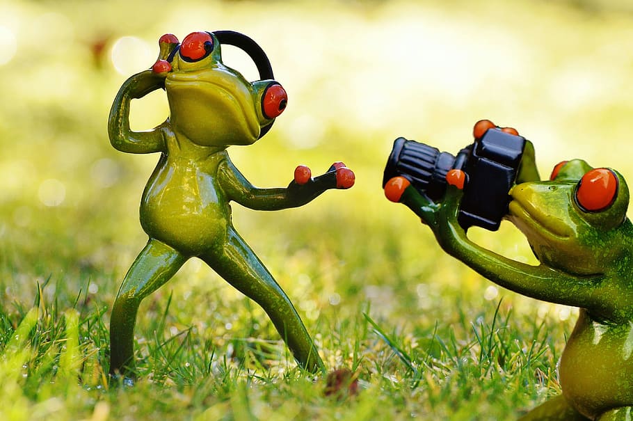 Frog, Photographer, Headphones, photo shoot, photograph, fun, animal, funny, camera, animal world