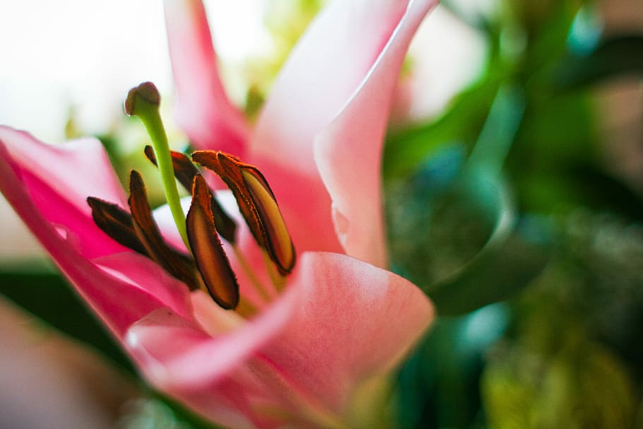 pink, lily, Detail, mekar, warna-warni, bunga, alam, tanaman, close-up, daun bunga