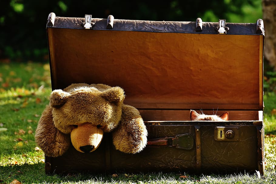 brown, bear, plush, toy, wooden, chest, luggage, antique, teddy, cat