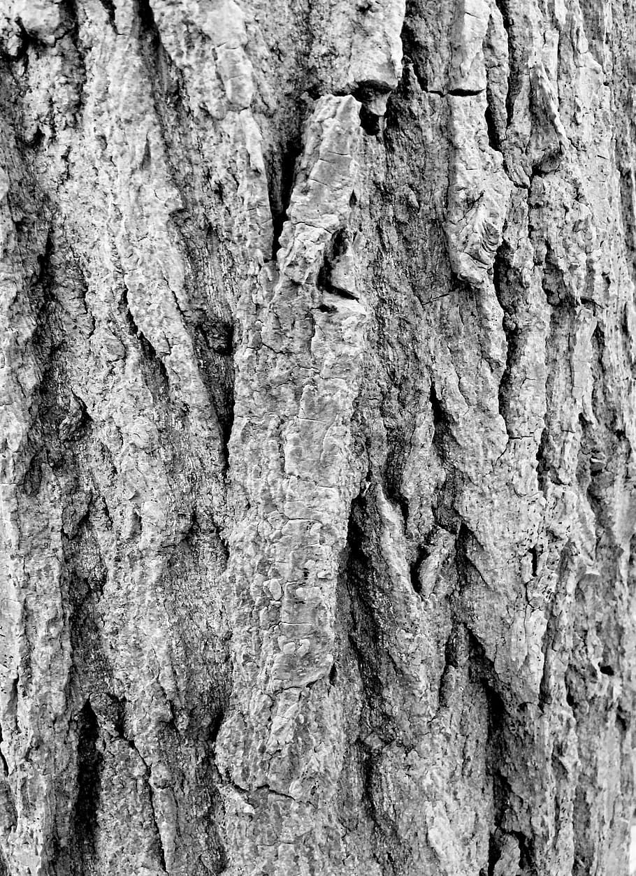 Bark, Forest, Tree, Log, Wood, background, rustic, coarse, black white, nature