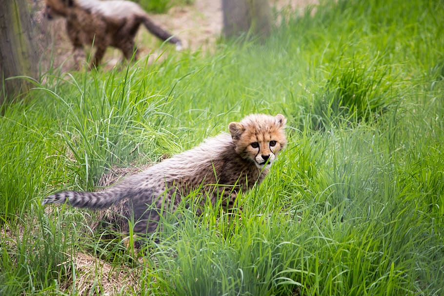 cat, cheetah, cheetah cub, wildlife, animal, spots, young, offspring, cub, african