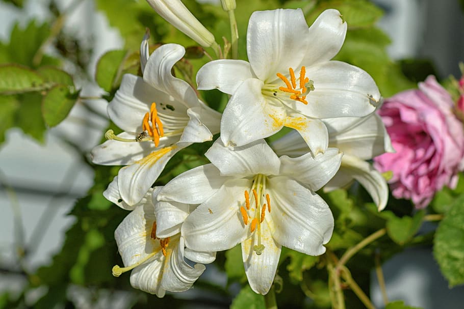 백합, 흰 백합, 꽃, 흰색, 봄, 꽃 피는 식물, 식물, 자연의 아름다움, 꽃잎, 취약성