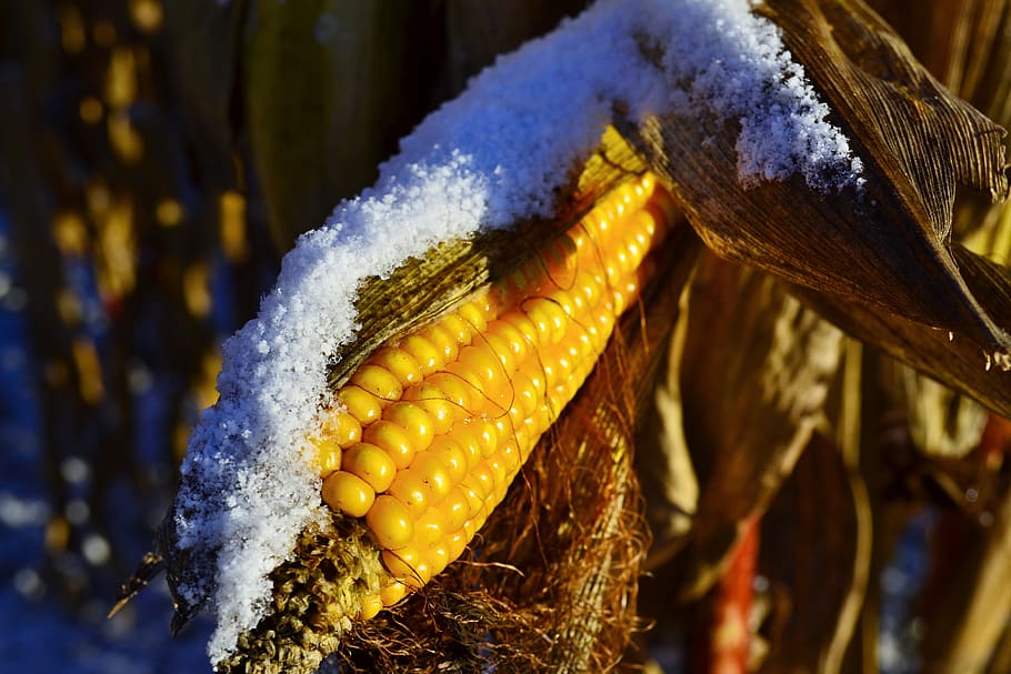 sun, light, yellow, corn on the cob, snow, corn, winter, frozen, agriculture, close up
