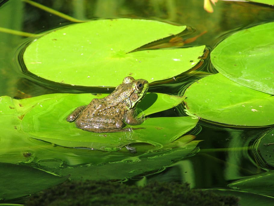 frog, pond, amphibian, lilly pad, animal themes, animal, one animal, animal wildlife, water, vertebrate