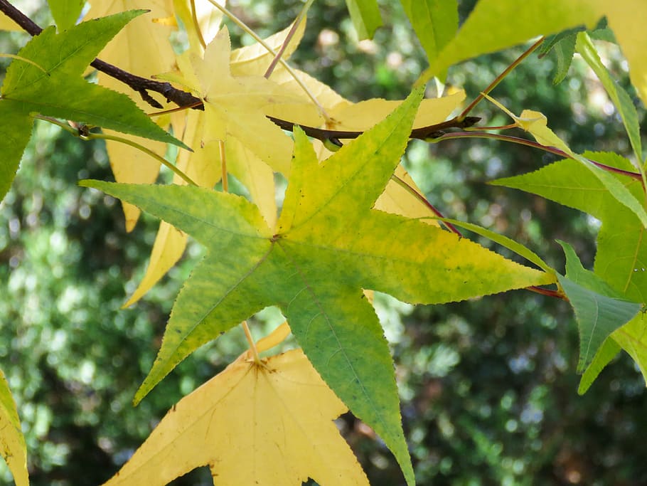kuning, hijau, daun maple, selektif, fokus, fotografi, daun, cabang, pertumbuhan, warna hijau