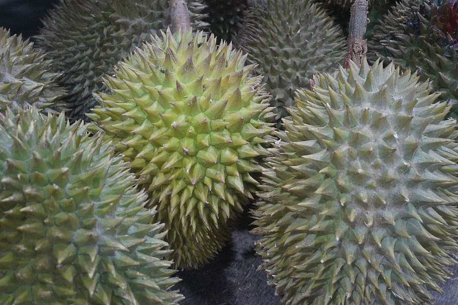 fruta durian, rey de las frutas, tropical, deliciosa, fruta espinosa, malasia, crecimiento, no hay gente, cactus, planta suculenta